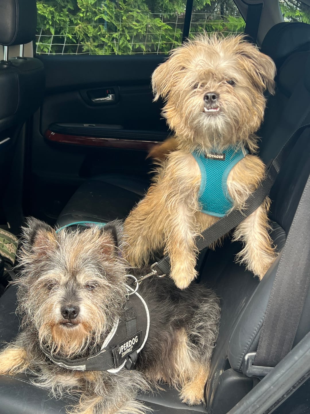 Customer photo review of 2 Pack Headrest Car Dog Safety Seatbelt