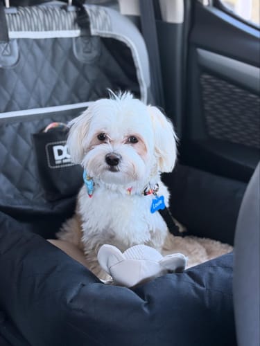 Customer photo review of Bugsy's Air-Dried Beef