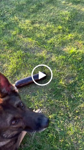 Customer video review of Dogman - Harmony Kornfri pølse med Fisk 800g