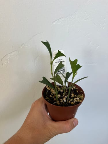 Customer photo review of Hoya manipurensis