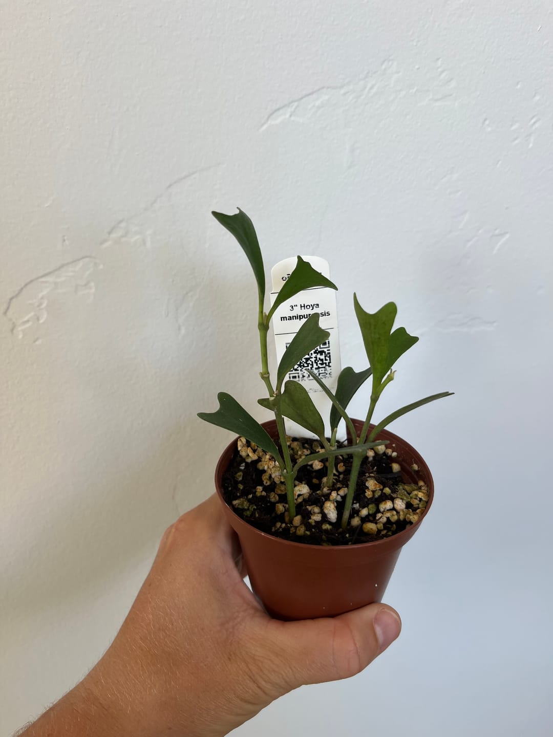 Customer photo review of Hoya manipurensis