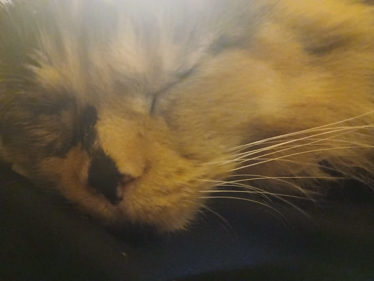 Customer photo review of Cat Mange - Sarcoptic & Demodectic (Scabies) & Ear Mite Remedy