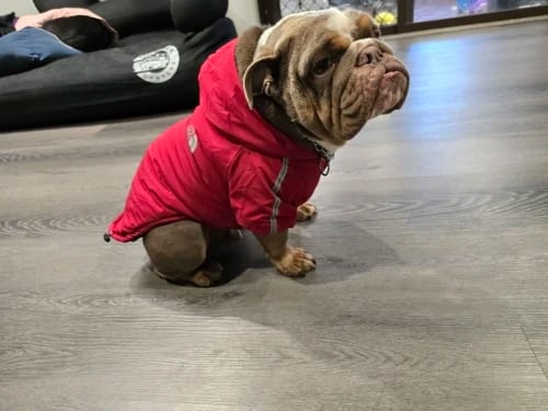 Customer photo review of Autumn Winter Pet Dog Waterproof Warm Coat Cotton Hooded Jacket The Dog Face Small Dogs Cat Reflective Pet Clothes Winter Coat