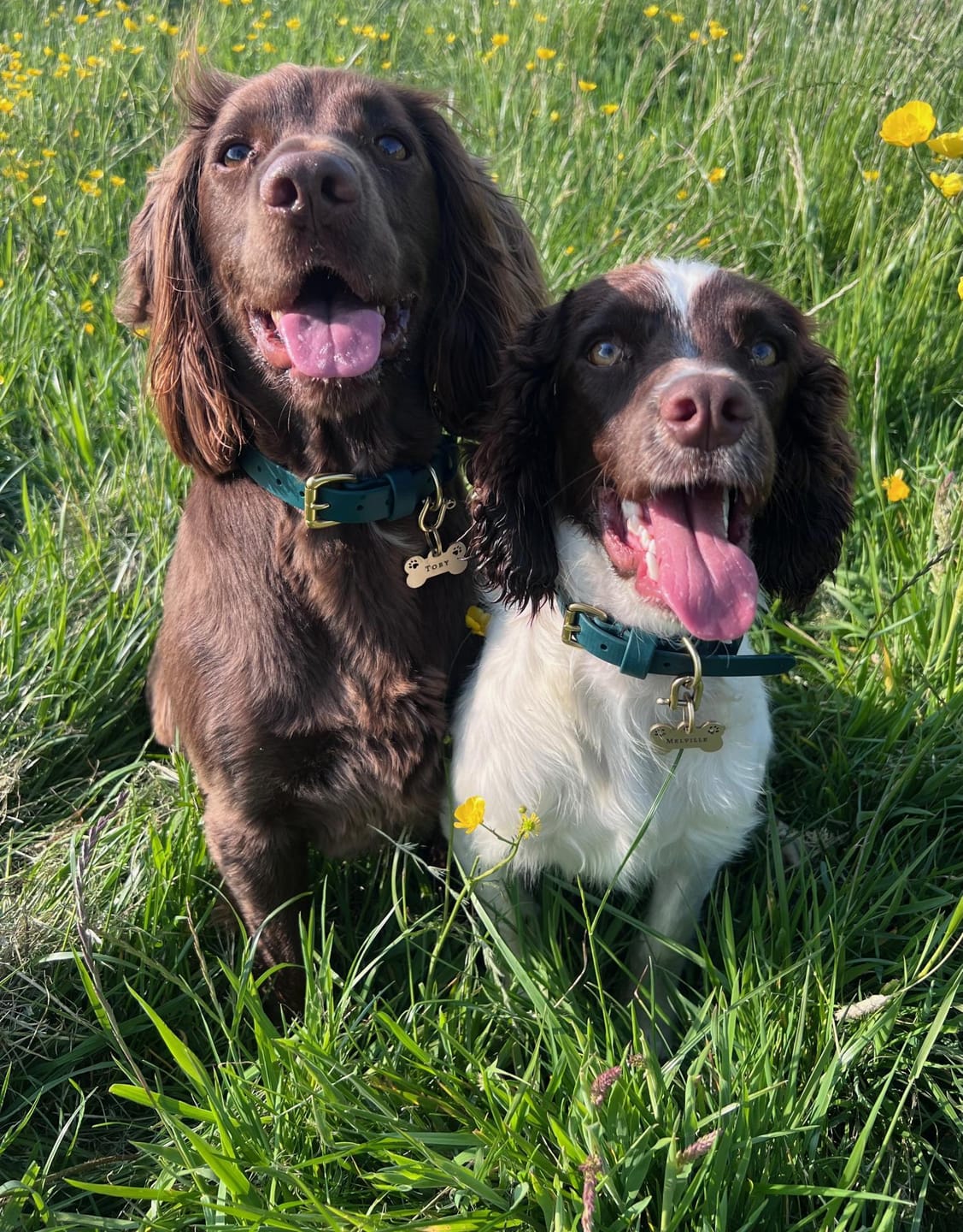 Customer photo review of All Weather Dog Collar