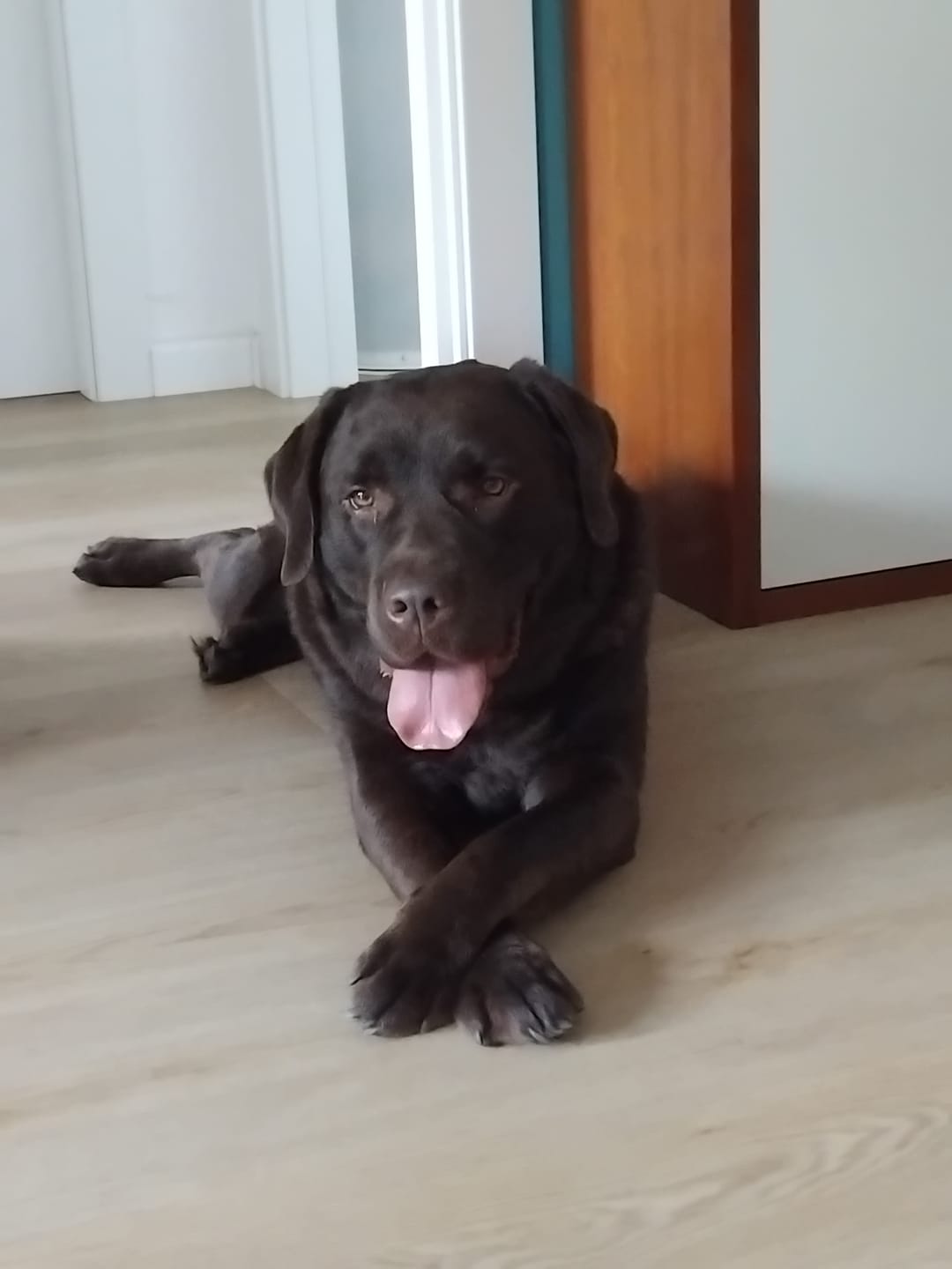 Customer photo review of Crocchette Cute e Manto al Salmone - Cane Adulto - Proteine idrolizzate - Grain Free