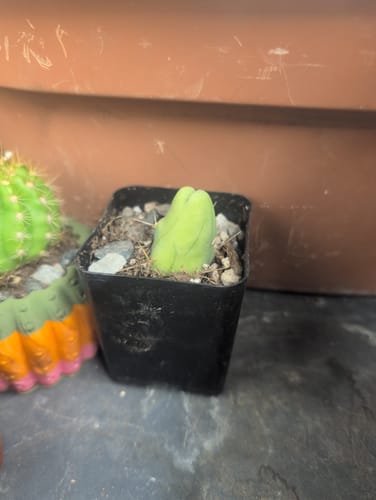 Customer photo review of Trichocereus Bridgesii Monstrose | Short Form | Type B | Penis Cactus