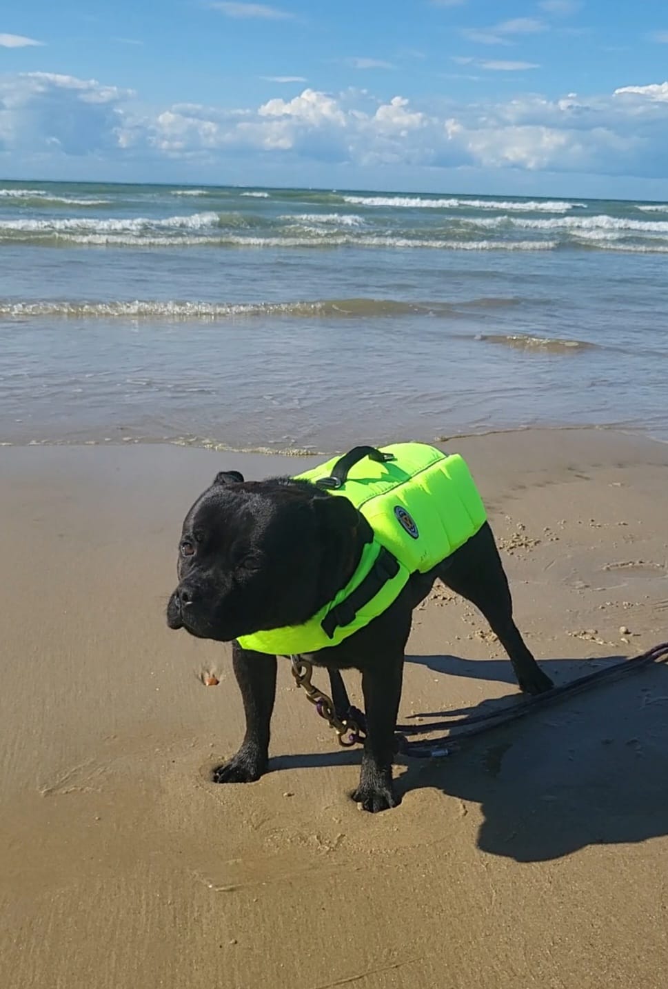 Customer photo review of Staffordshire Bull Terrier 1935® Life Jacket - Neon Green