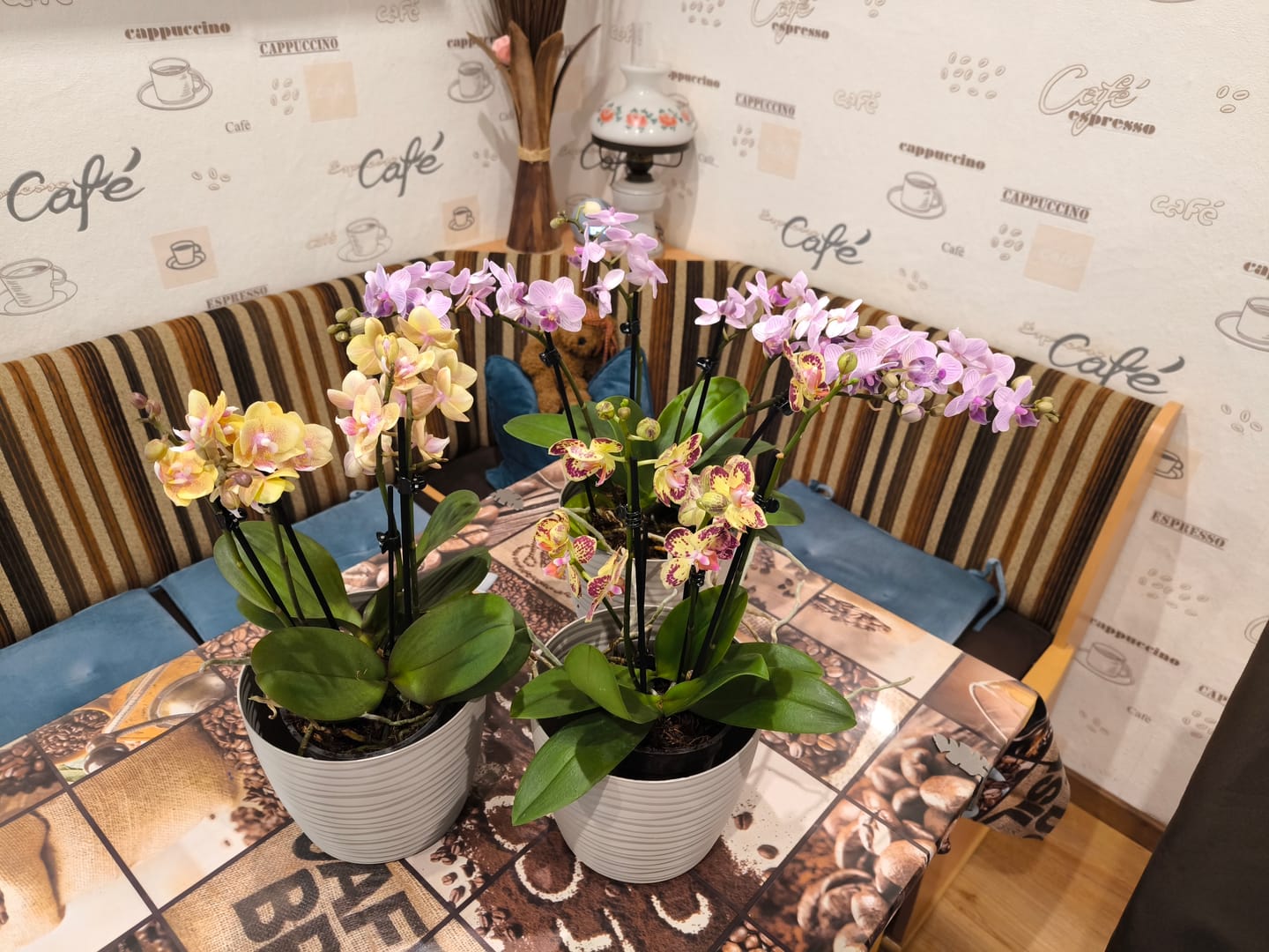 Customer photo review of Große Two of Us Farbmix im 3er Set mit 4 Rispen