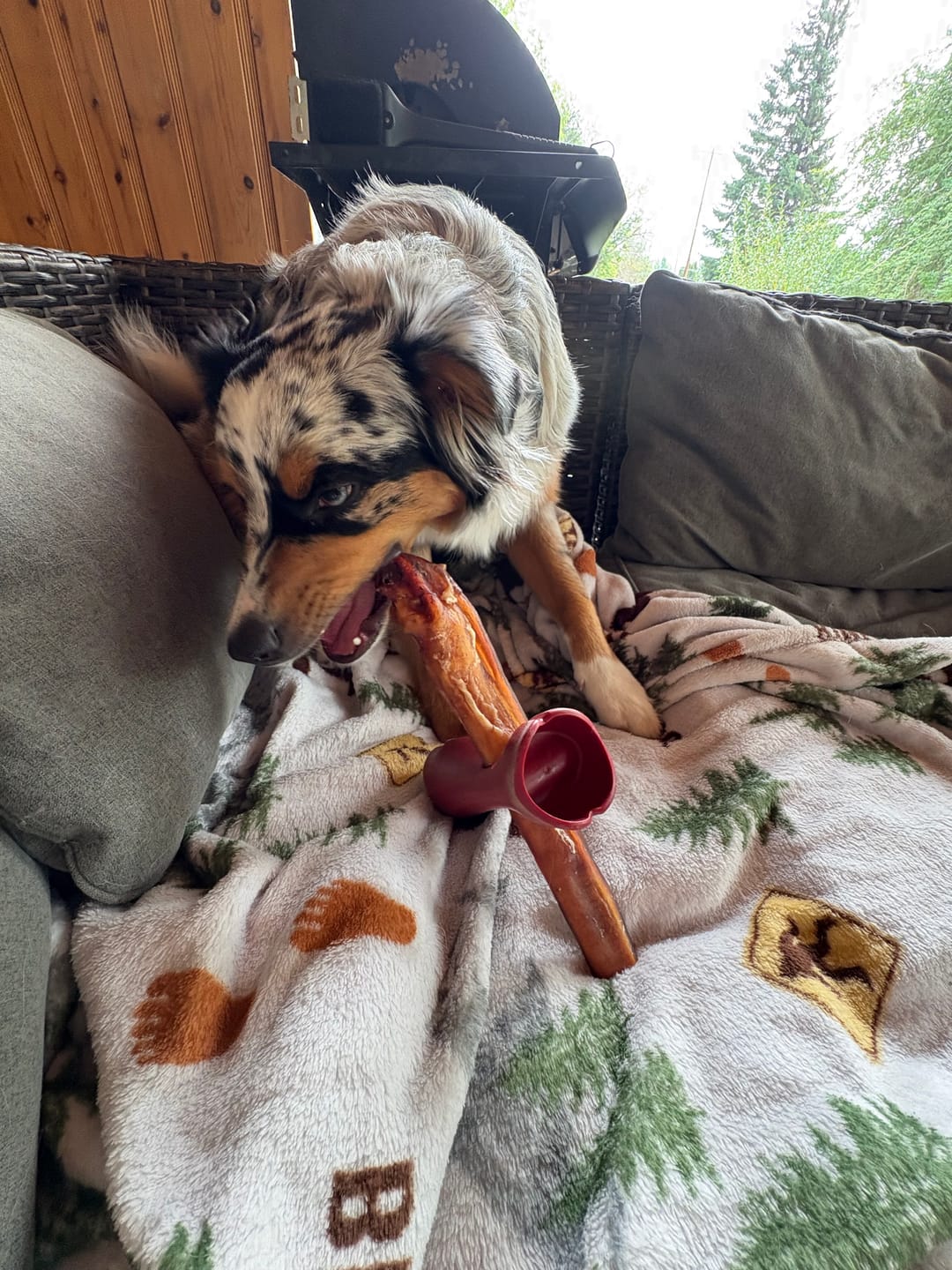 Customer photo review of 12 Inch Mega Monster Bully Stick (LIMITED)