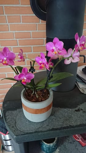 Customer photo review of Duftphalaenopsis Secret Fragrance mit rot-pinken Blüten und 2 Rispen