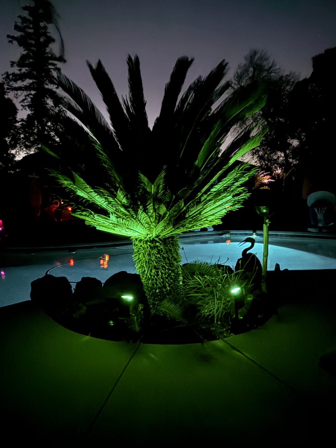 Customer photo review of TSUN Solar Landscape Spotlights