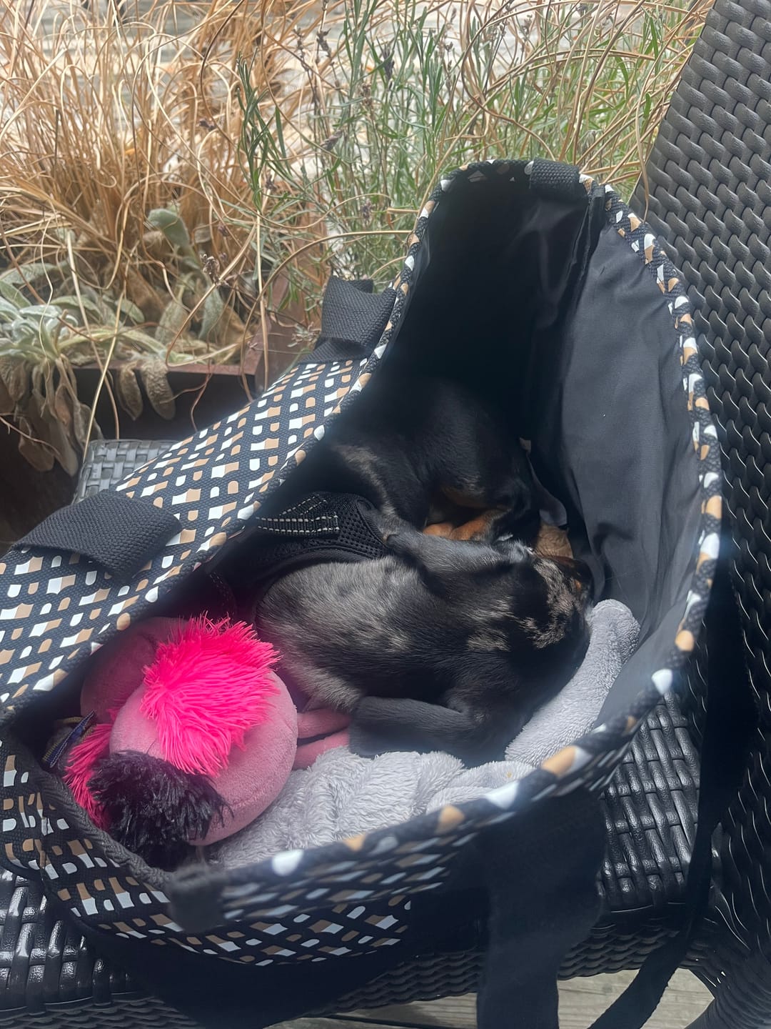 Customer photo review of BOSS Dog Canvas Tote Bag