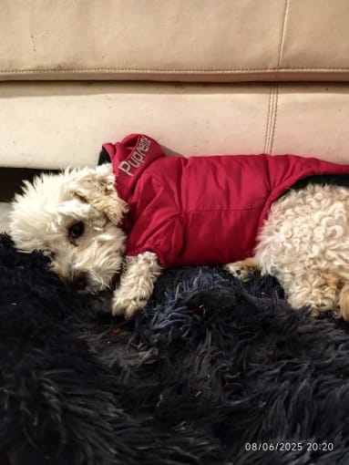 Customer photo review of Autumn Winter Pet Dog Waterproof Warm Coat Cotton Hooded Jacket The Dog Face Small Dogs Cat Reflective Pet Clothes Winter Coat