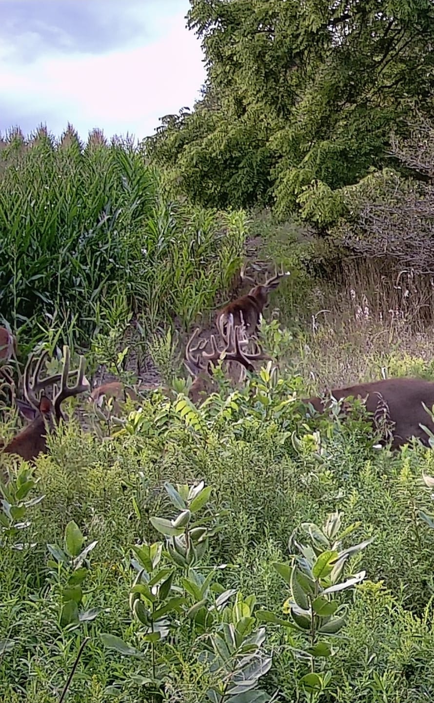 Customer photo review of GardePro X66 Pro Cellular Trail Camera
