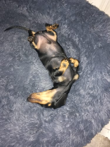 Customer photo review of CalmBed - Motverkar stress & hjälper mot ångest