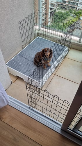 Customer photo review of Weasy Cão