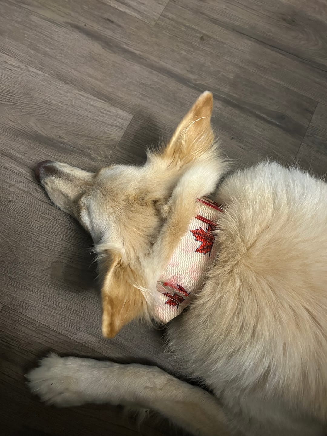 Customer photo review of 2" Tacti Luxe Dog Collar - Canadian