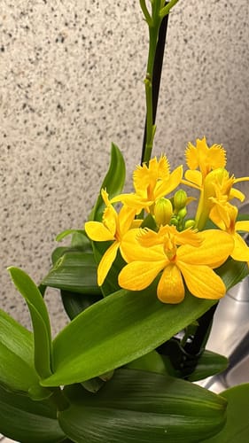 Customer photo review of Table Dance La Paz mit gelben Blüten und 3 Rispen