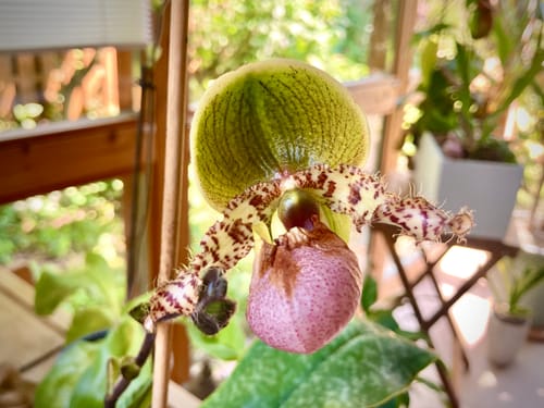 Customer photo review of Frauenschuh Paphiopedilum Pinocchio mit grün-rosafarbener Blüte und 1 Rispe im 9cm Topf
