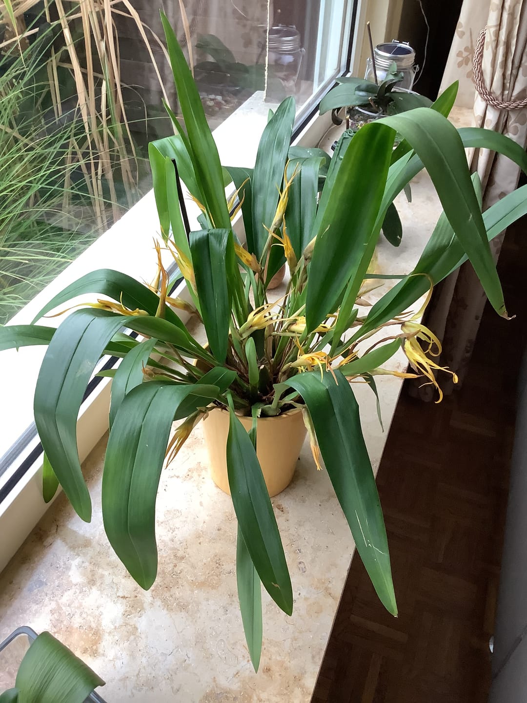 Customer photo review of Maxillaria bradei Hybride im 12cm Topf mit gelben Blüten und 20+ Blüten