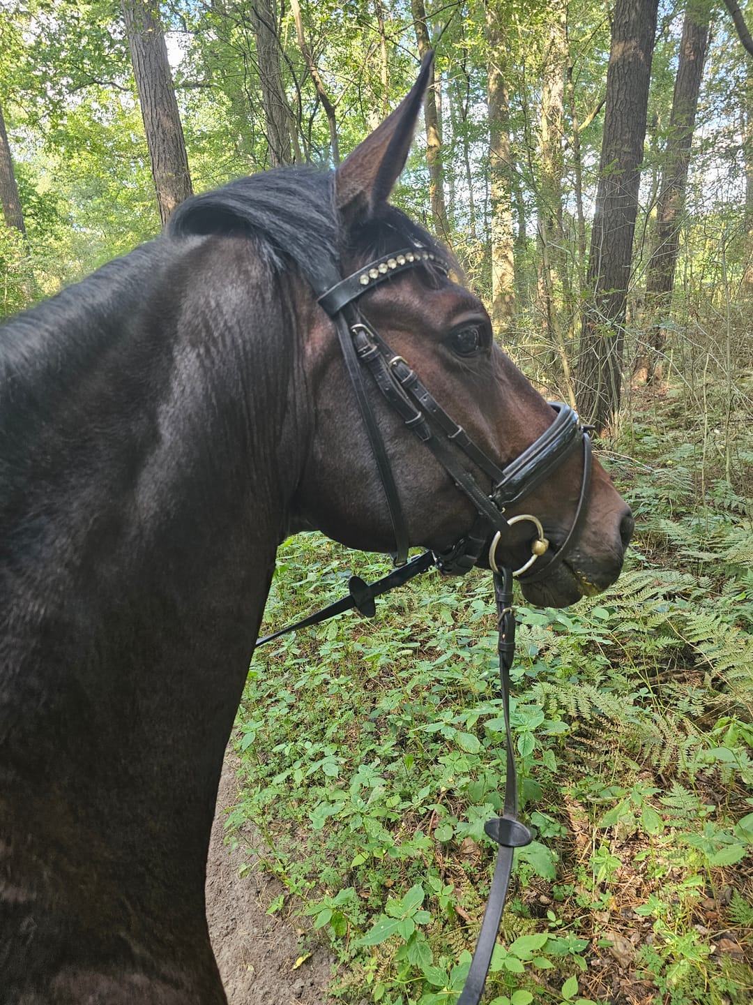 Customer photo review of MUSTAX Muskel+