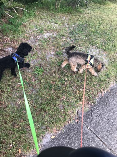 Customer photo review of No Pull Dog Harness Australia-60% Off Today