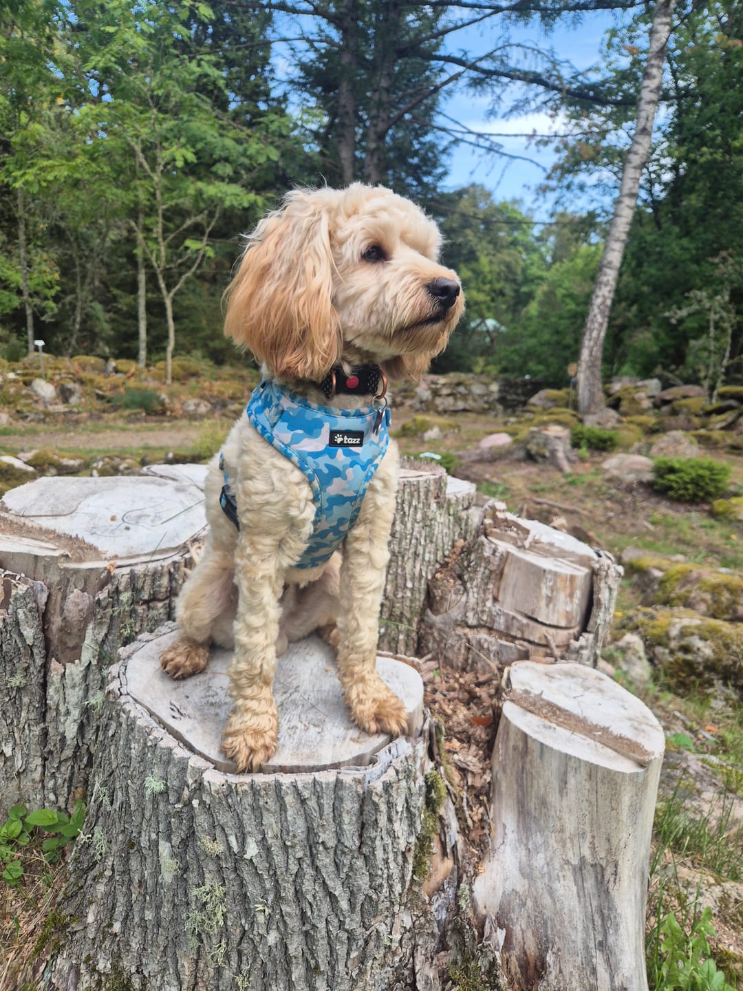Customer photo review of Sele - Furburry
