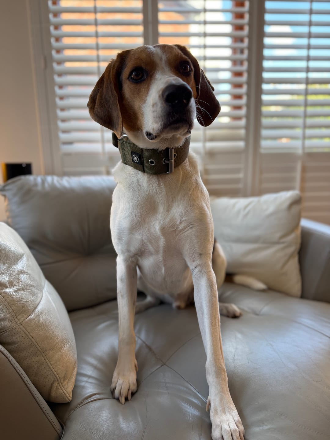 Customer photo review of 5cm Pin Buckle Collar | With Handle - Khaki
