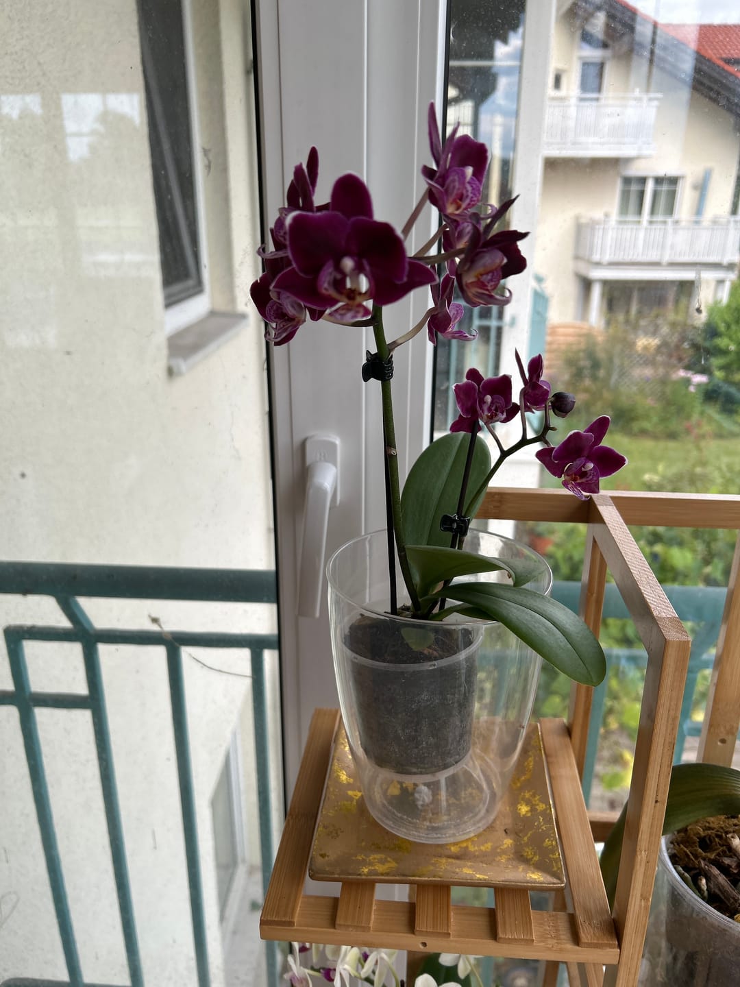 Customer photo review of Table Dance Aliyah Black mit dunkelroten Blüten und 2 Rispen