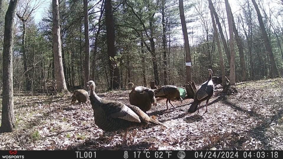 Customer photo review of WOSPORTS G600 Trail Camera