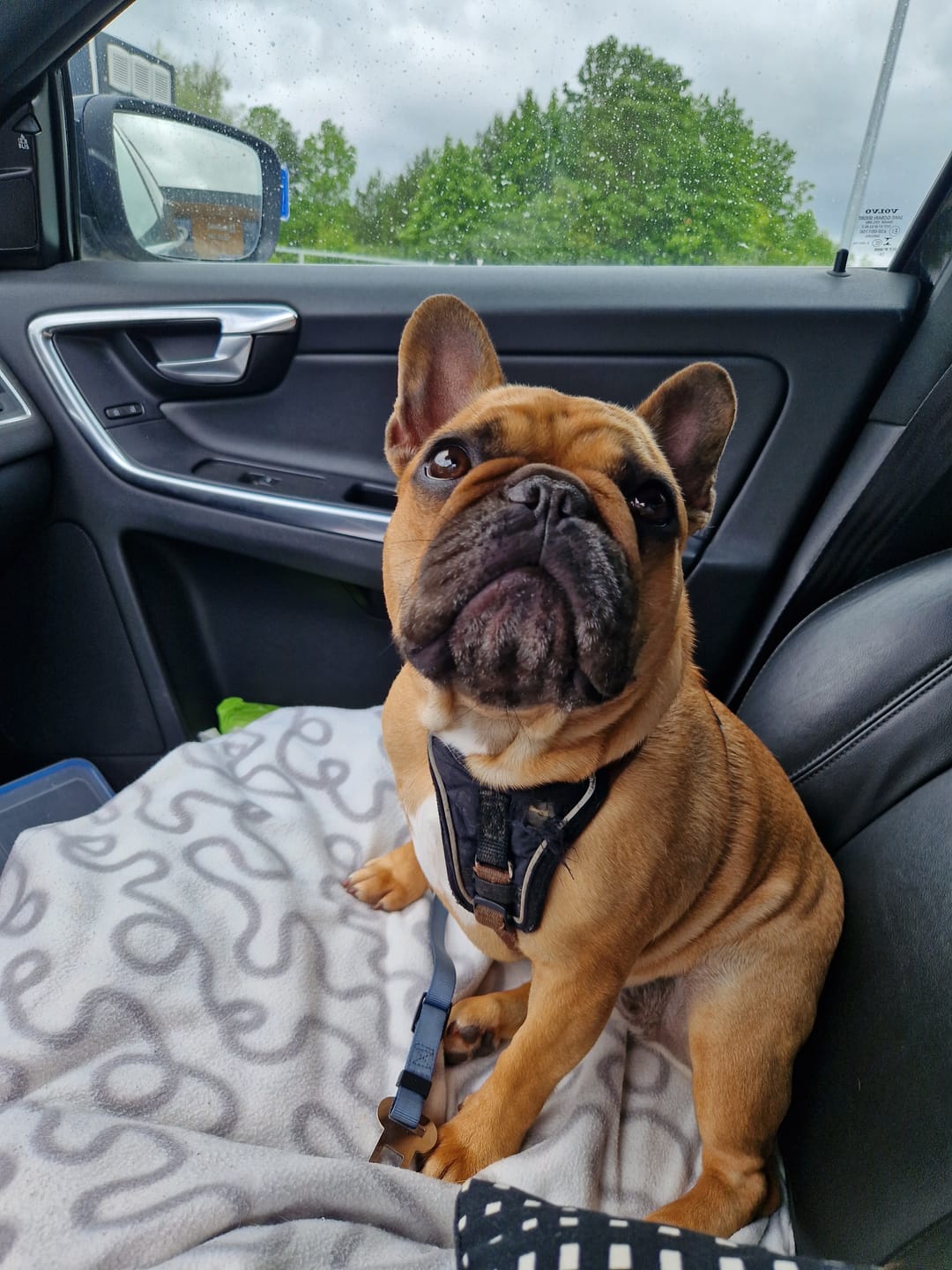 Customer photo review of Active VetDiet Ultra Dermo All size suņiem
