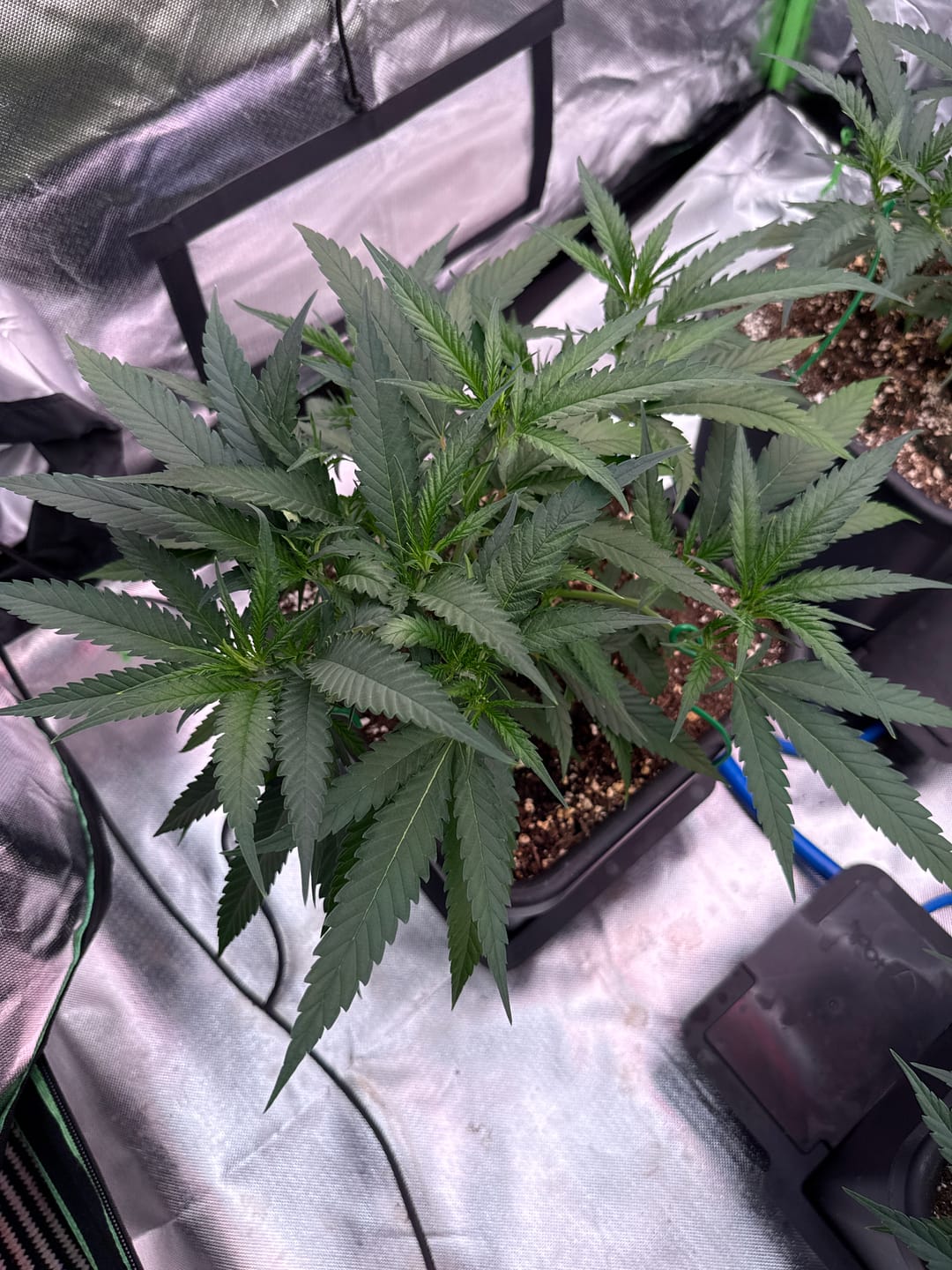 Customer photo review of Hanfstecklinge | Gorilla Zkittlez