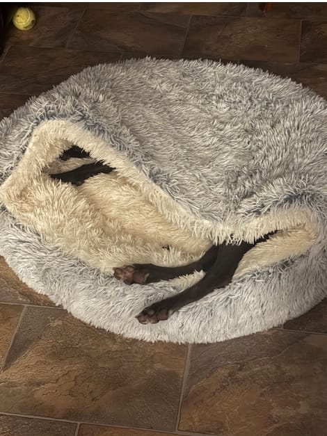 Customer photo review of Snuggle Cave