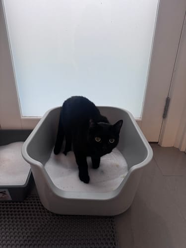 Customer photo review of 1 Month Supply – 2 Cat