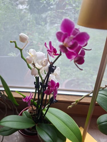 Customer photo review of Cocktail Orchidee mit violett-weißen Blüten und 5+ Rispen