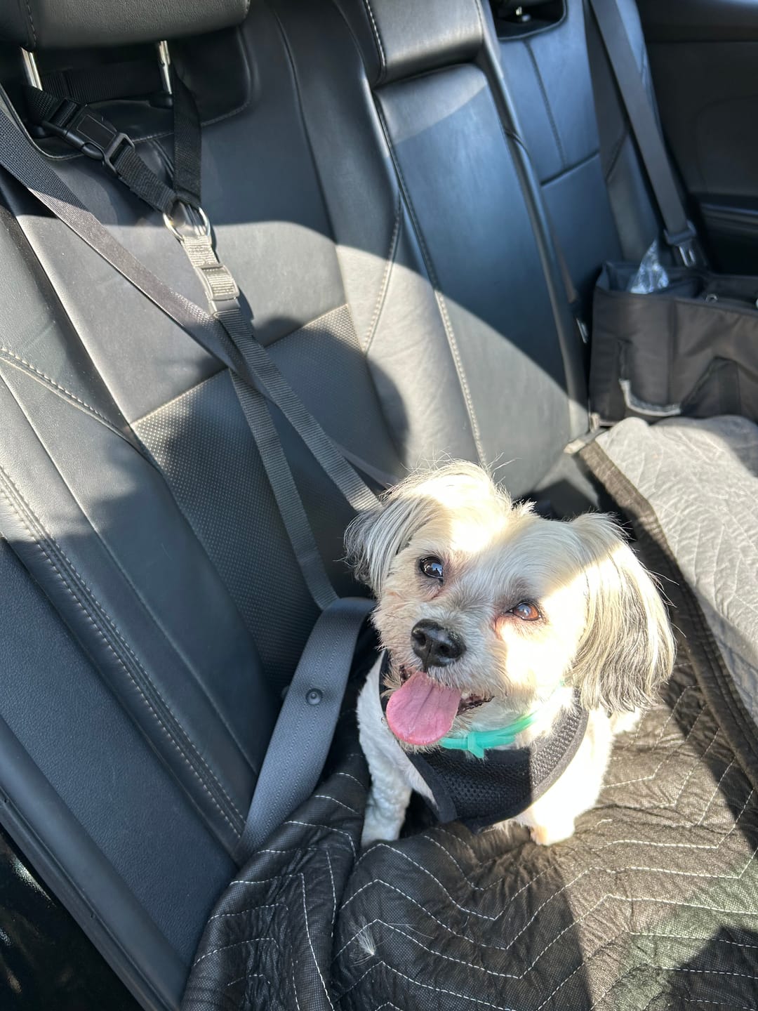 Customer photo review of 2 Pack Headrest Car Dog Safety Seatbelt