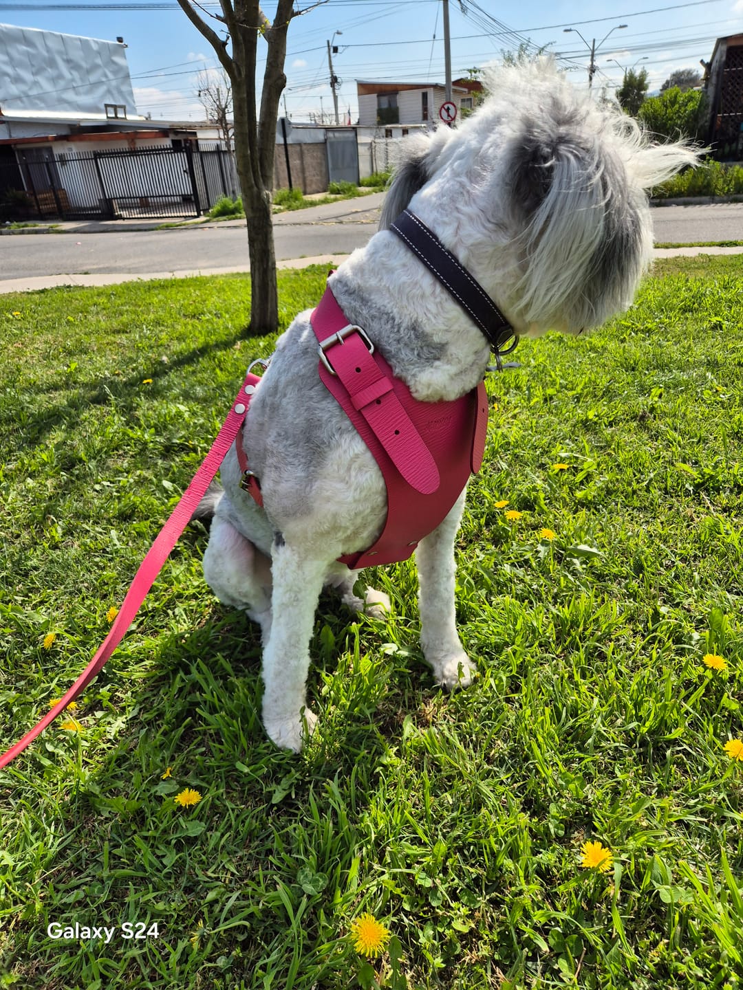 Customer photo review of Arnés Fucsia Talla XL