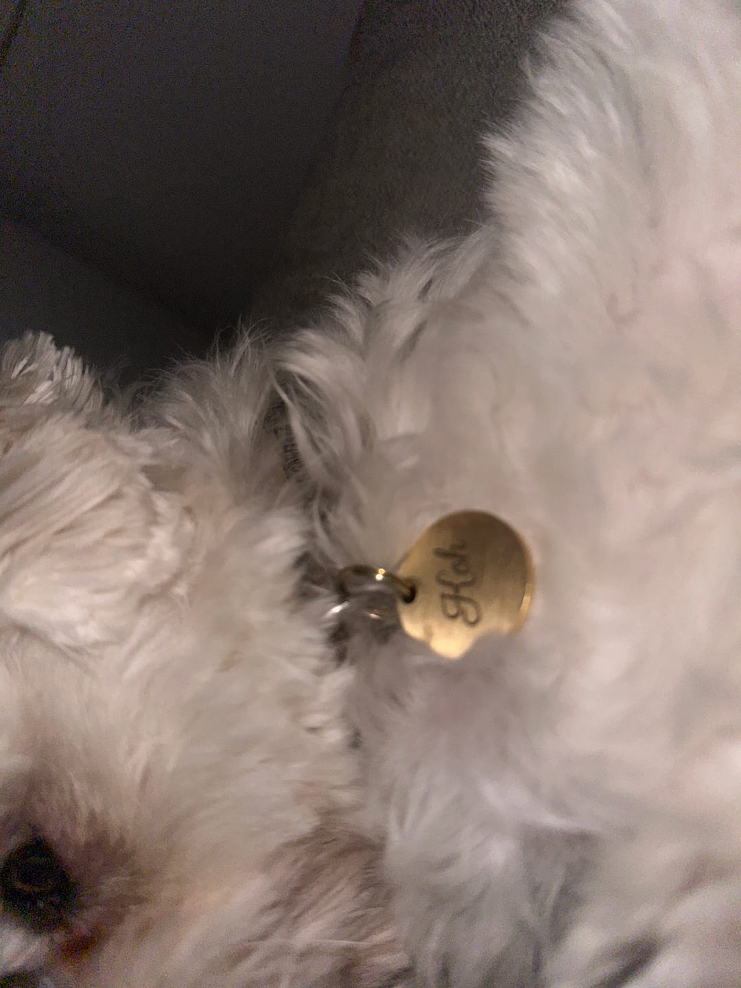 Customer photo review of Runde Hundemarke mit Gravur, Name und Telefon personalisiert