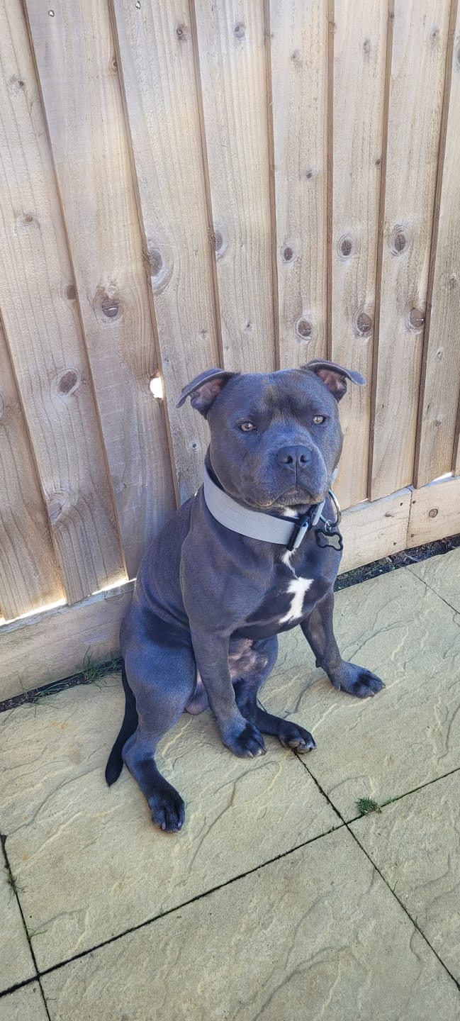 Customer photo review of 5cm Combat® Collar | With Handle & Secure Clip - Metal Grey