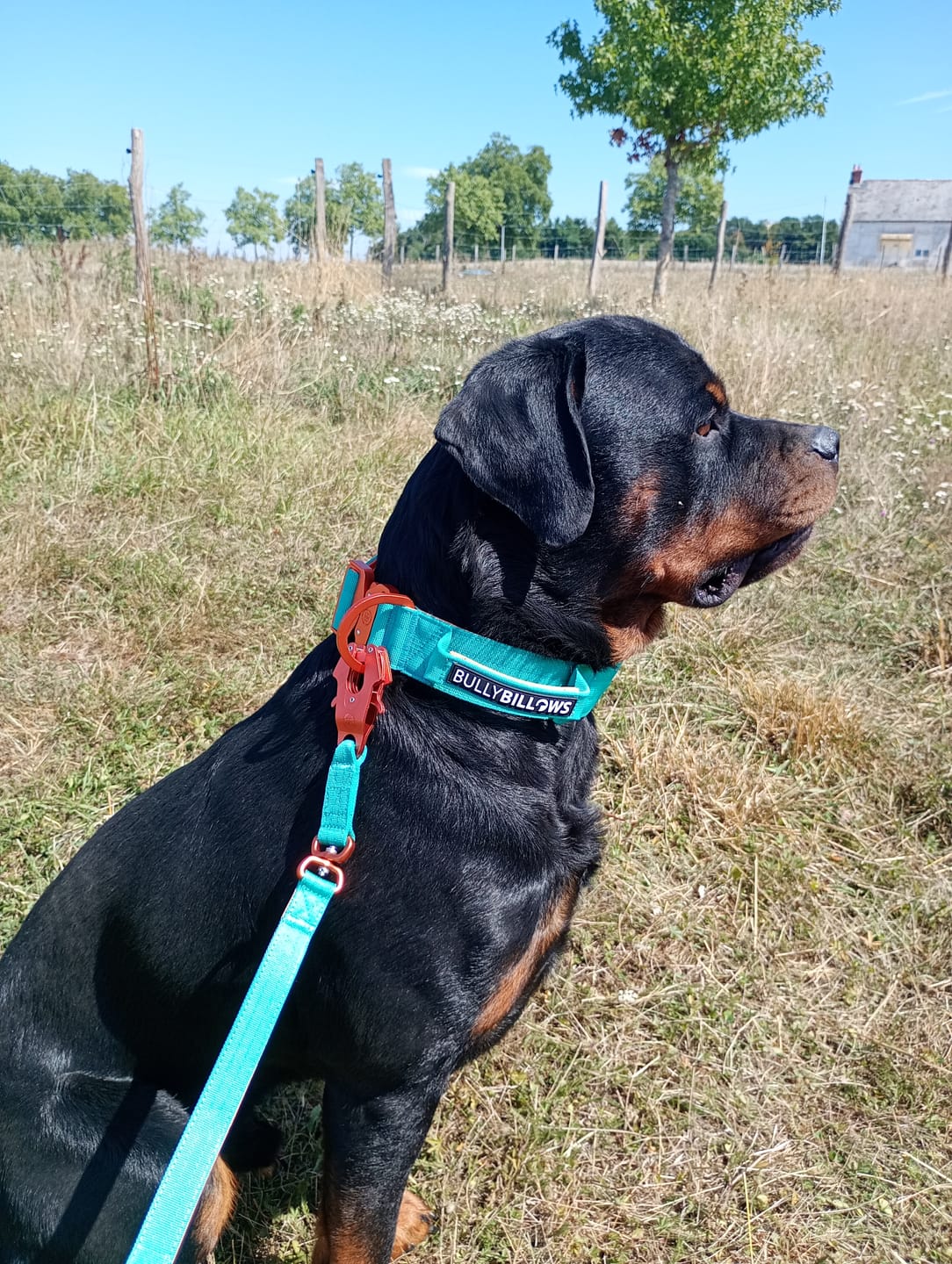 Customer photo review of 5cm Lighter Combat® Collar | With Handle Secure Clip - Turquoise x Orange