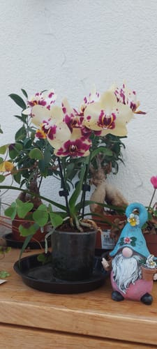 Customer photo review of Table Dance Donauwelle mit gelb-lila gefleckten wachsartigen Blüten und 2 Rispen