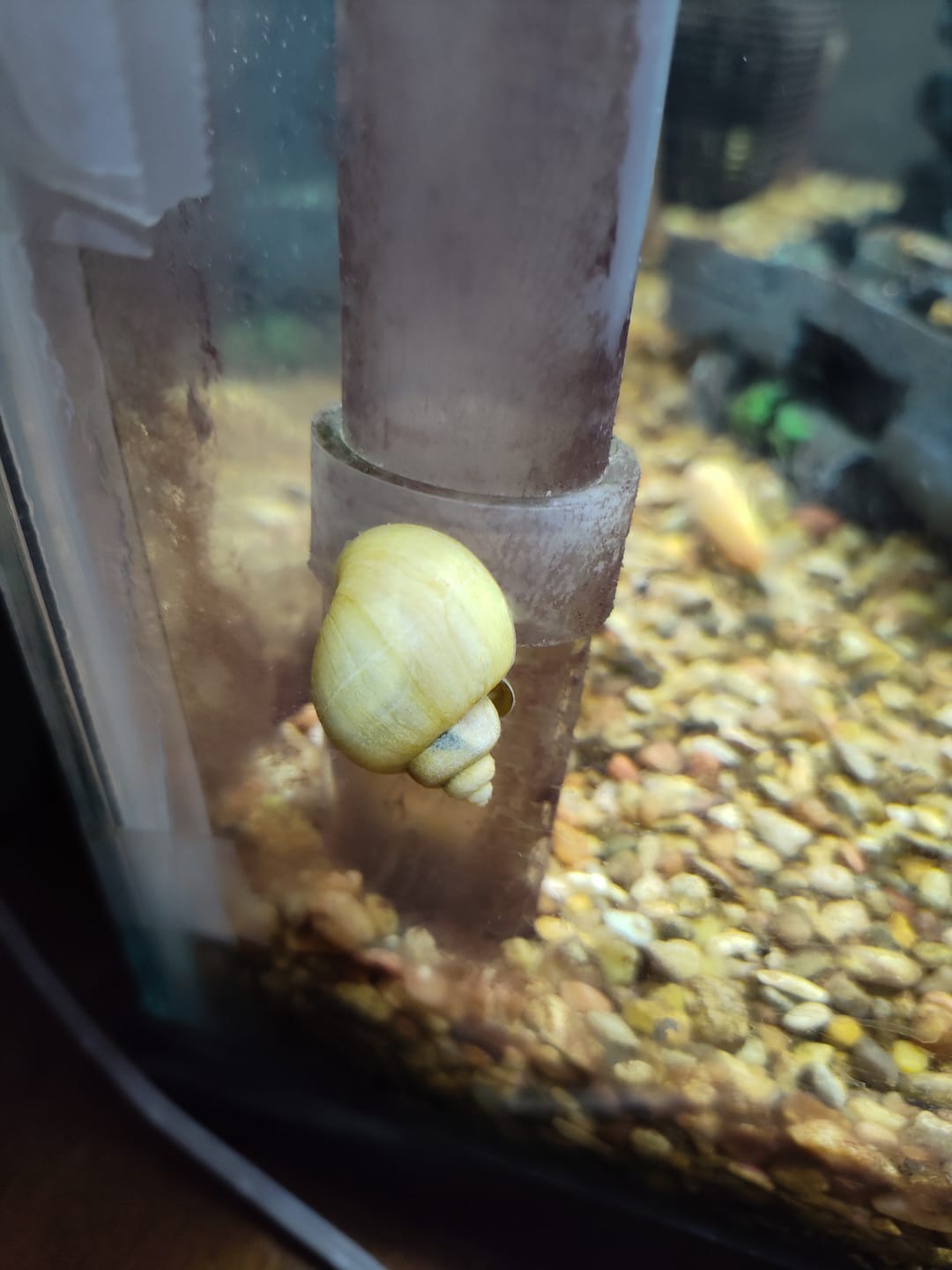 Customer photo review of Ivory Mystery Snail