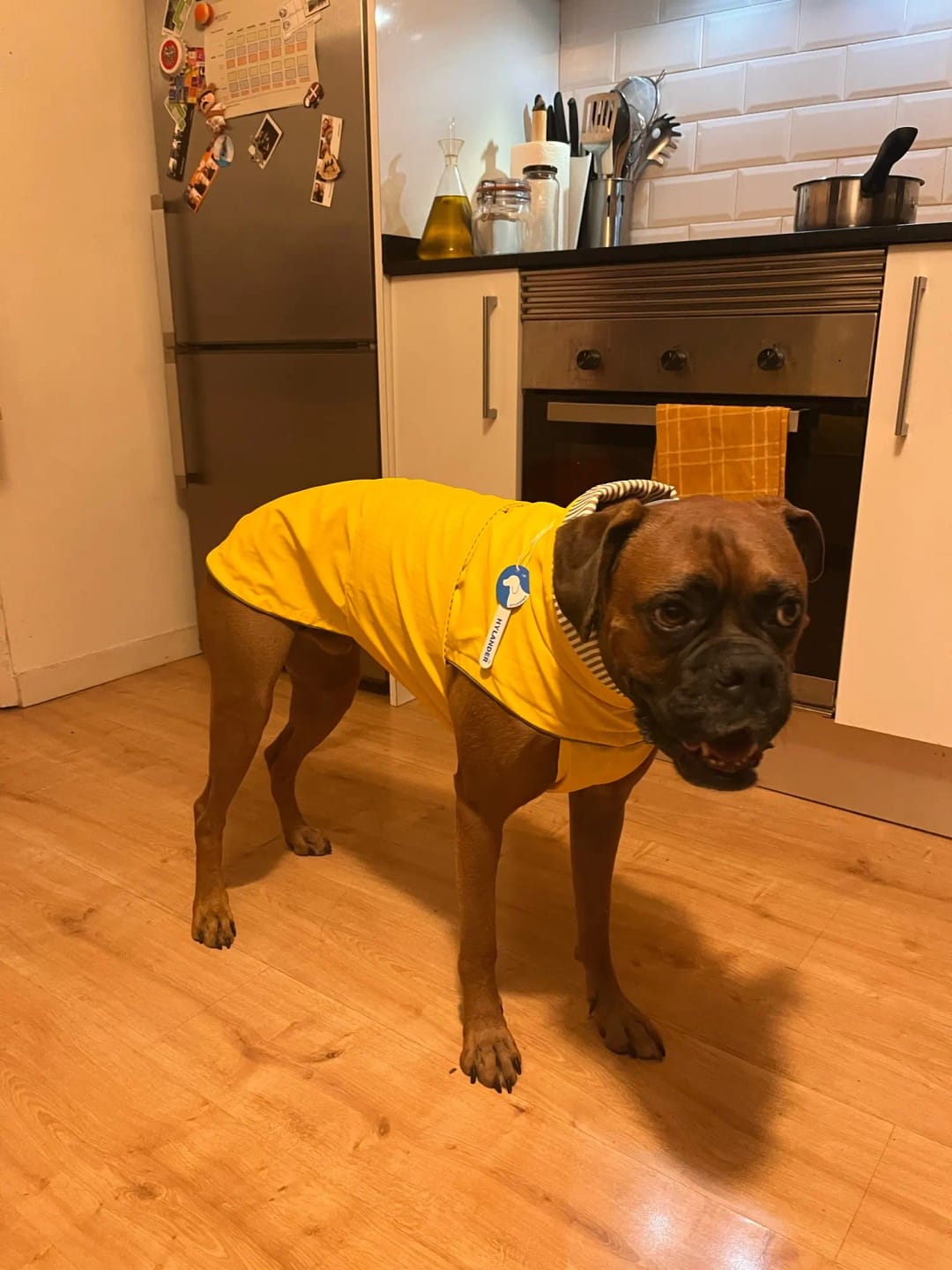 Customer photo review of Waterproof Puppy & Dog Raincoat – Lightweight Pet Jacket with Hood, Leash Hole & Reflective Safety Strips