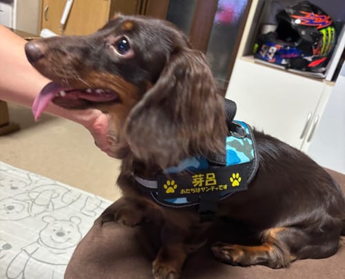 Customer photo review of FunFunPet 高機能ハーネス（お名前タグ作成サービス付き）