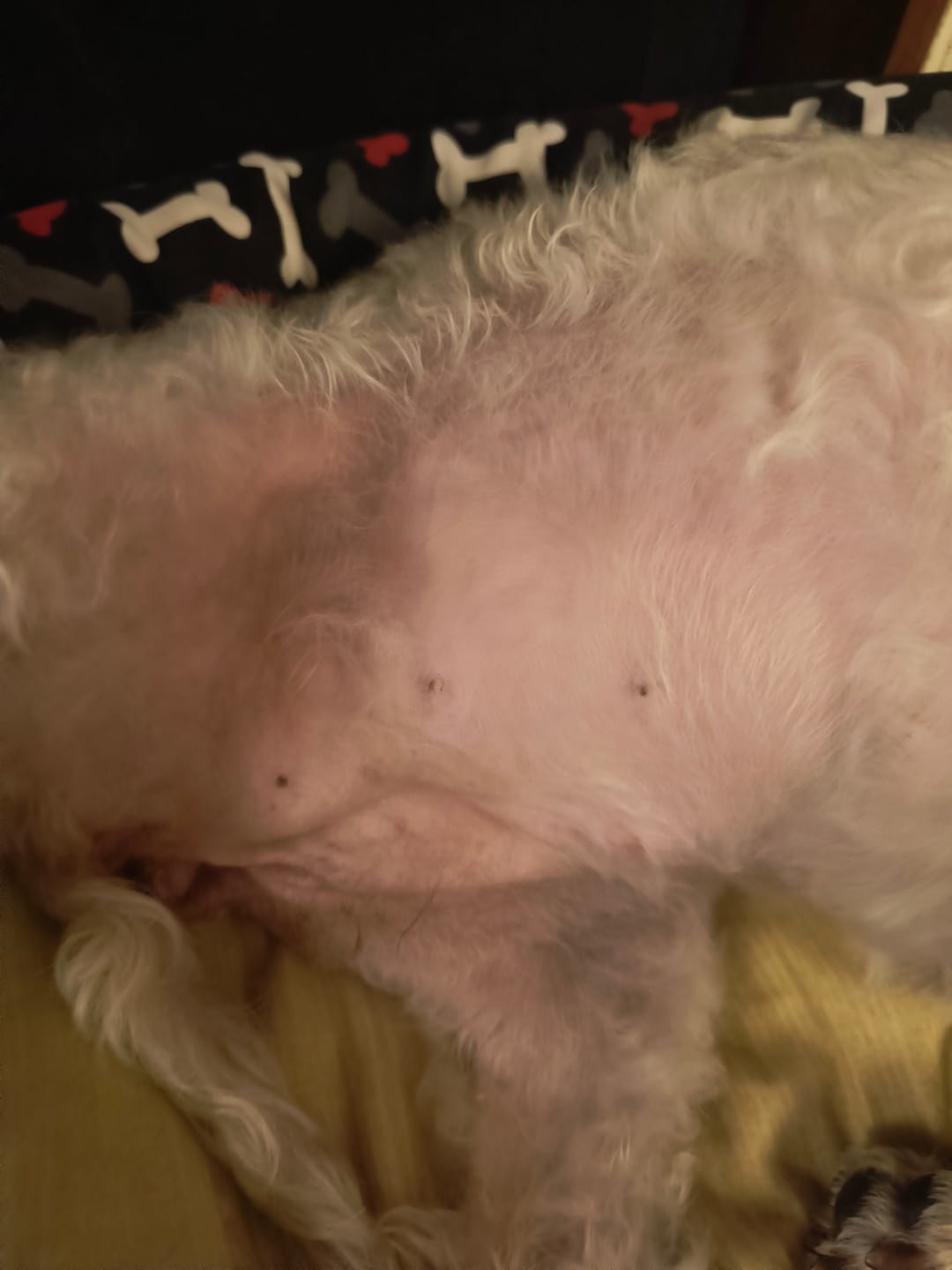Customer photo review of Alimento Perro Adulto Toda Raza Proteína Insectos (Copia SM)