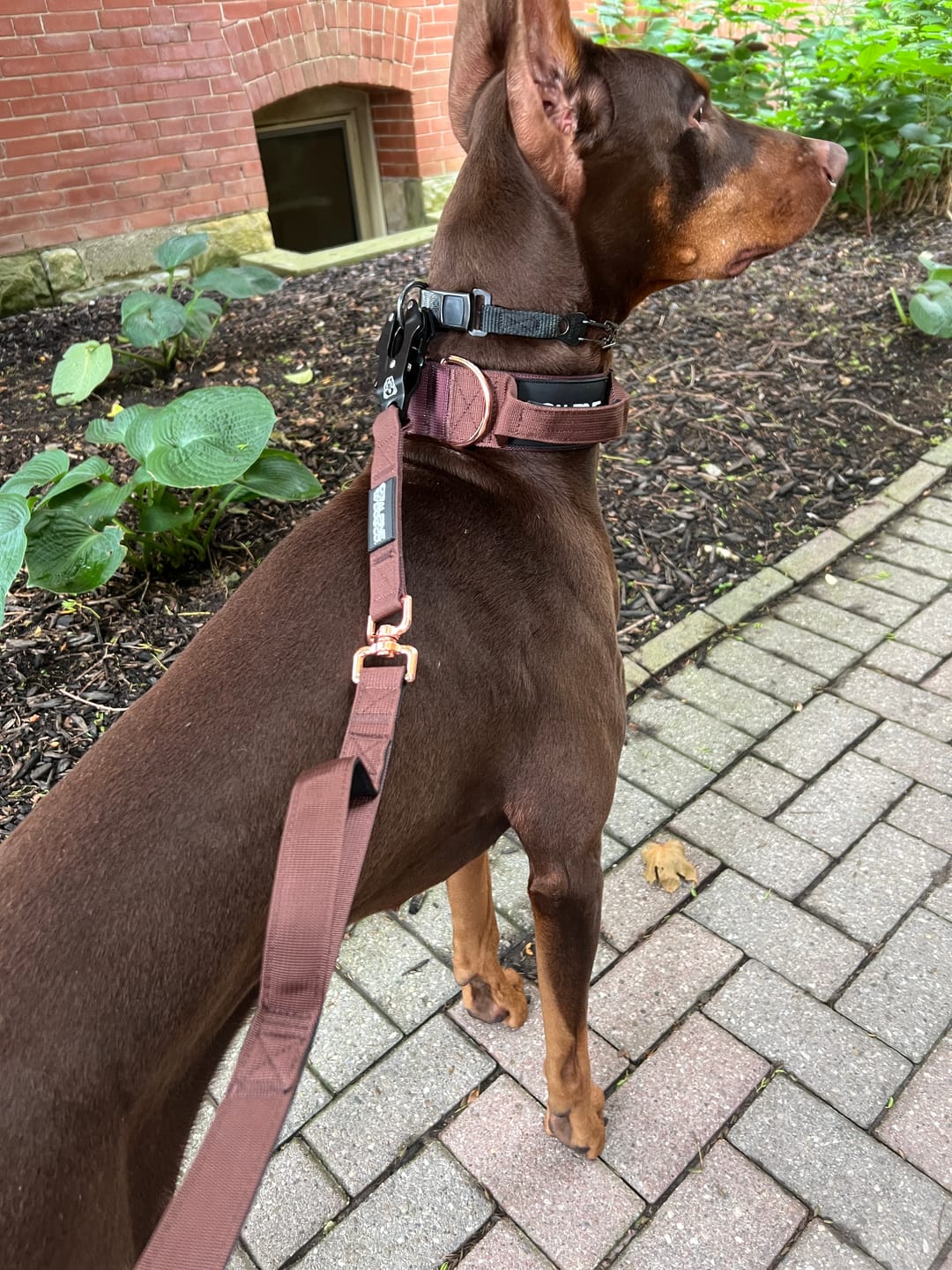 Customer photo review of 2" Tacti Luxe Dog Collar - Rose Gold - Chocolate