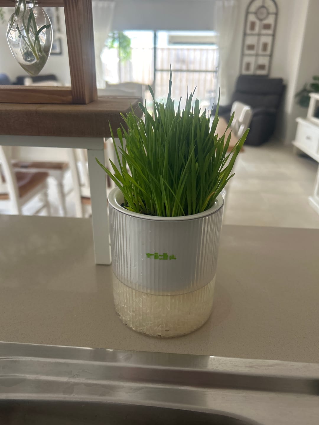 Customer photo review of MICHU All-in-One Soil-Free Cat Grass Grow Kit with Australian Seed and Mulch, Made in Australia