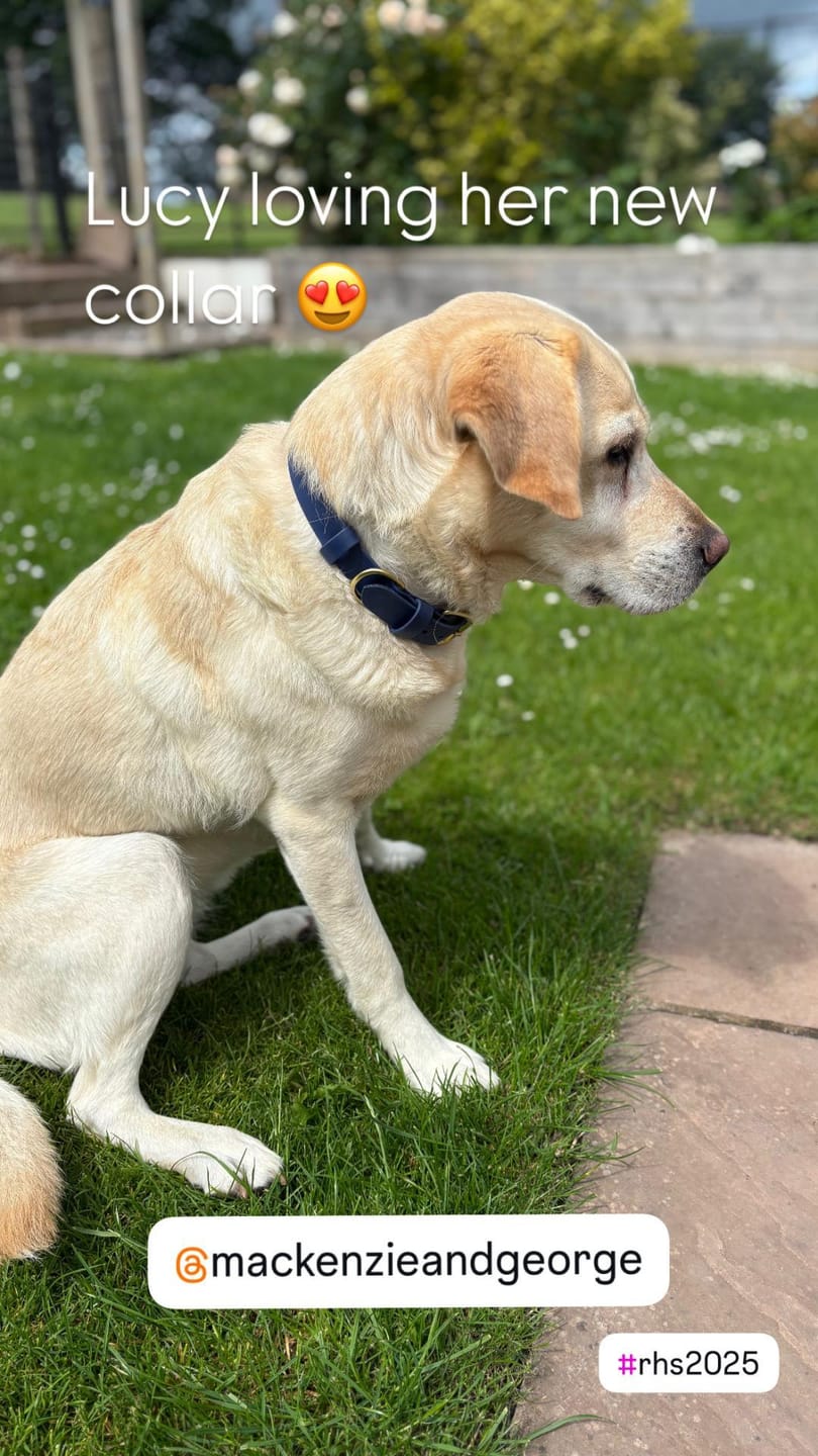 Customer photo review of All Weather Dog Collar