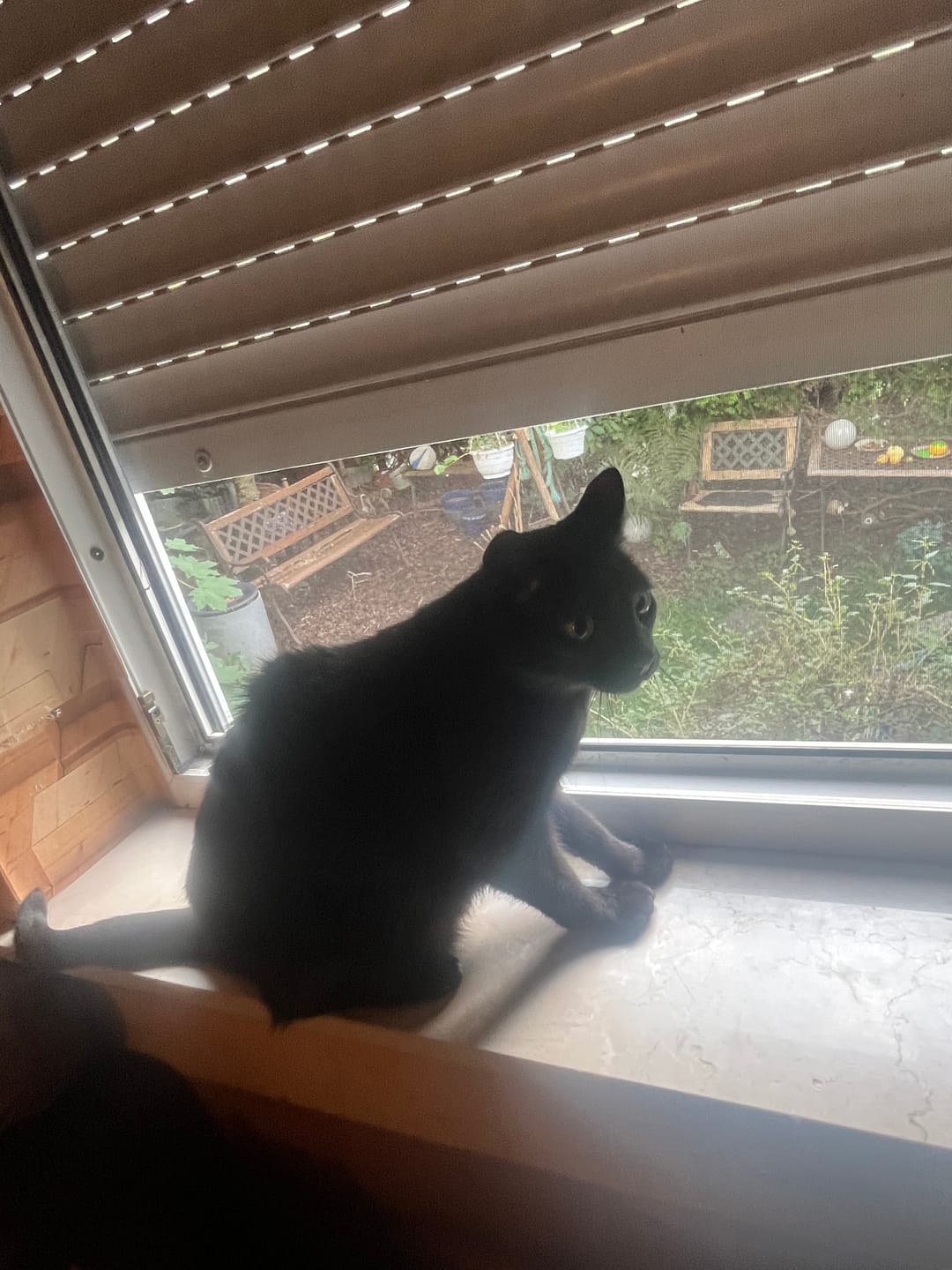Customer photo review of Gelenk Vital Paket für Katzen