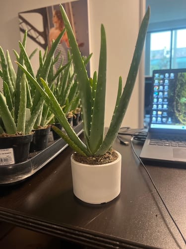 Customer photo review of 3.5" Earth Tone Mini Planters
